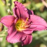Dienziede, dienlillija "Siloam Royal Prince" /hemerocallis/ - C1 kont.