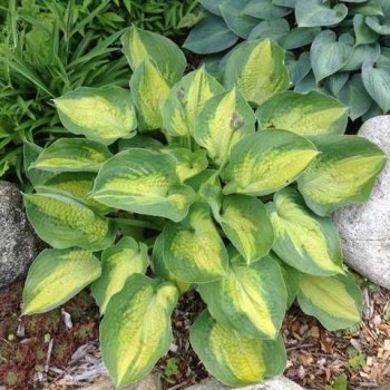 Hosta "Alligator Alley"...
