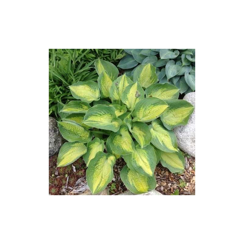 Hosta "Alligator Alley" /hosta/ - C2 kont. - JŪNIJS