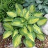 Hosta "Alligator Alley" /hosta/ - C2 kont.