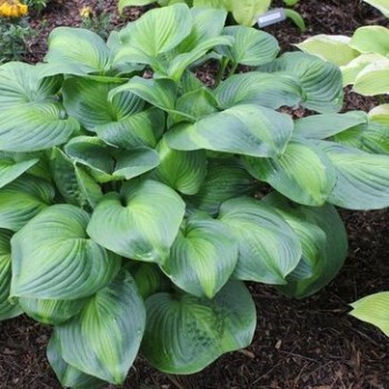 Hosta "Avocado" /hosta/ -...