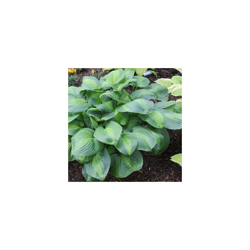 Hosta "Avocado" /hosta/ - C1 kont.