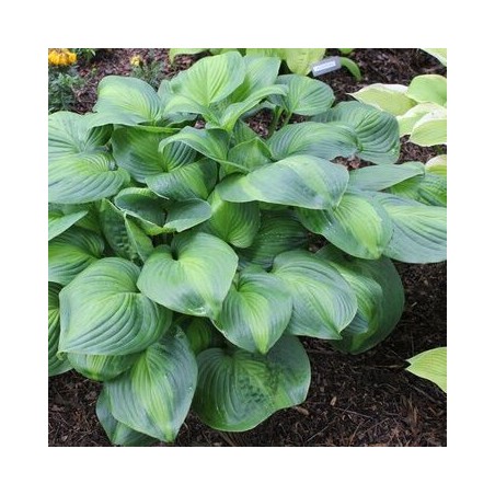 Hosta "Avocado" /hosta/ - C1 kont.