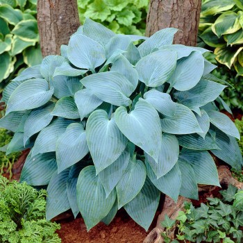 Hosta "Canadian Blue" /hosta/ - C1 kont. - JŪNIJS