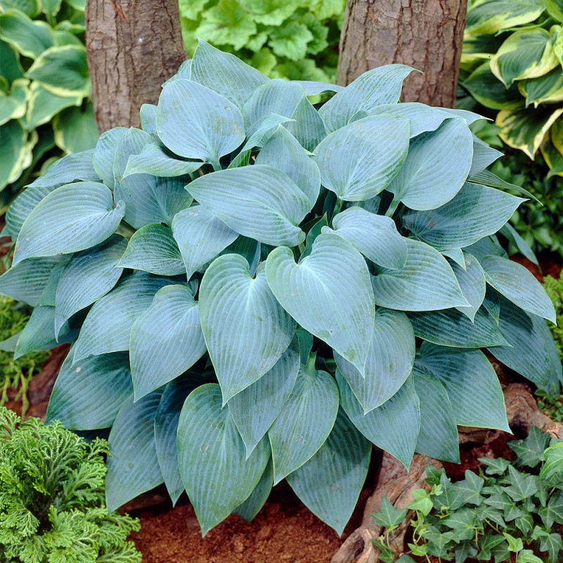Hosta "Canadian Blue" /hosta/ - C1 kont.
