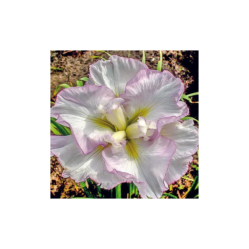 Īriss, Japānas "Lady in Waiting" /iris ensata/ - C1 kont.