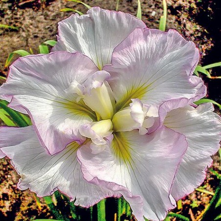 Īriss, Japānas "Lady in Waiting" /iris ensata/ - C1 kont. - JŪNIJS