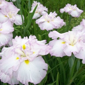 Īriss, Japānas "Lady in Waiting" /iris ensata/ - C1 kont. - JŪNIJS