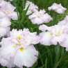 Īriss, Japānas "Lady in Waiting" /iris ensata/ - C1 kont. - JŪNIJS