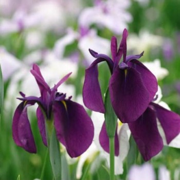 Īriss, Japānas "Variegata"...