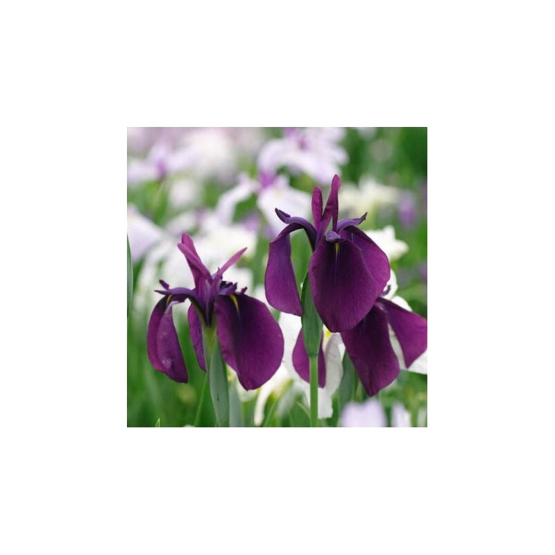 Īriss, Japānas "Variegata" /iris ensata/ - C1 kont. - JŪNIJS