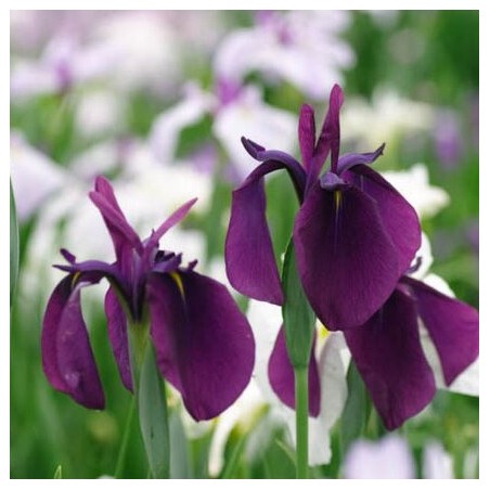 Īriss, Japānas "Variegata" /iris ensata/ - C1 kont. - JŪNIJS