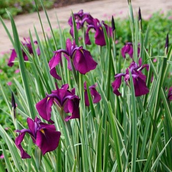 Īriss, Japānas "Variegata" /iris ensata/ - C1 kont. - JŪNIJS