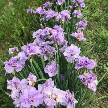 Īriss, Sibīrijas "Pink Parfait" /iris sibirica/ - C1 kont. - JŪNIJS