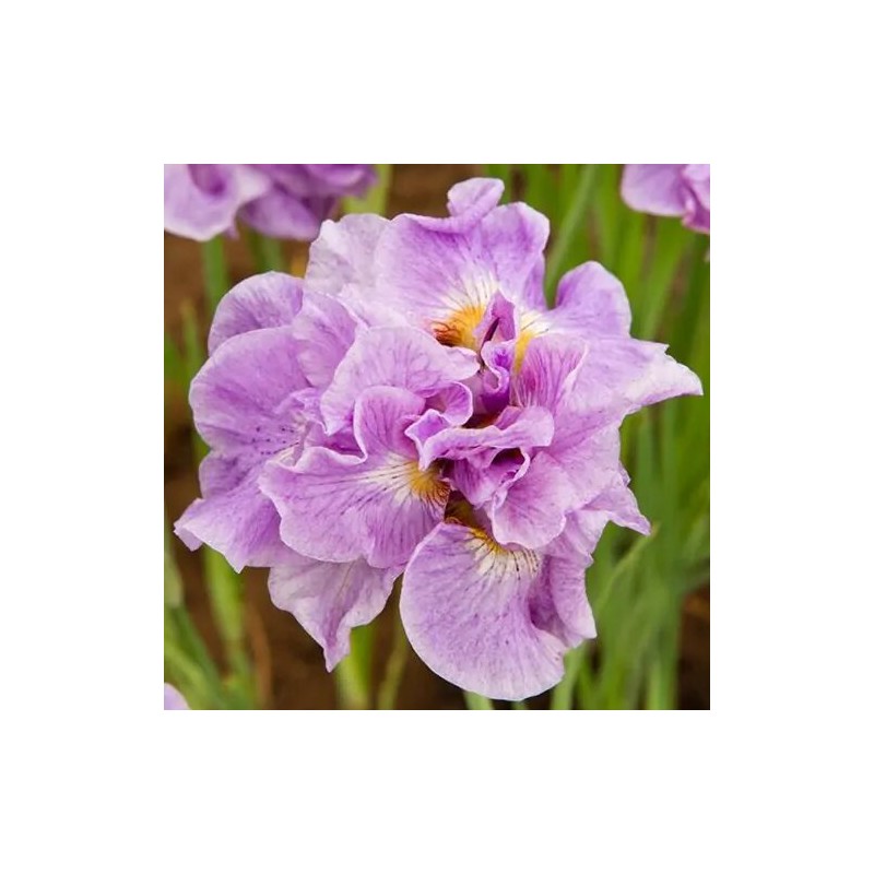 Īriss, Sibīrijas "Pink Parfait" /iris sibirica/ - C1 kont. - JŪNIJS