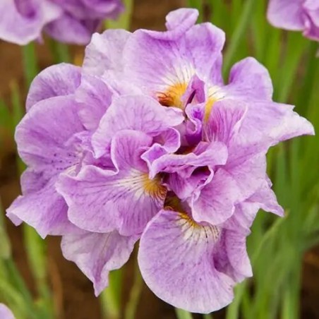 Īriss, Sibīrijas "Pink Parfait" /iris sibirica/ - C1 kont.