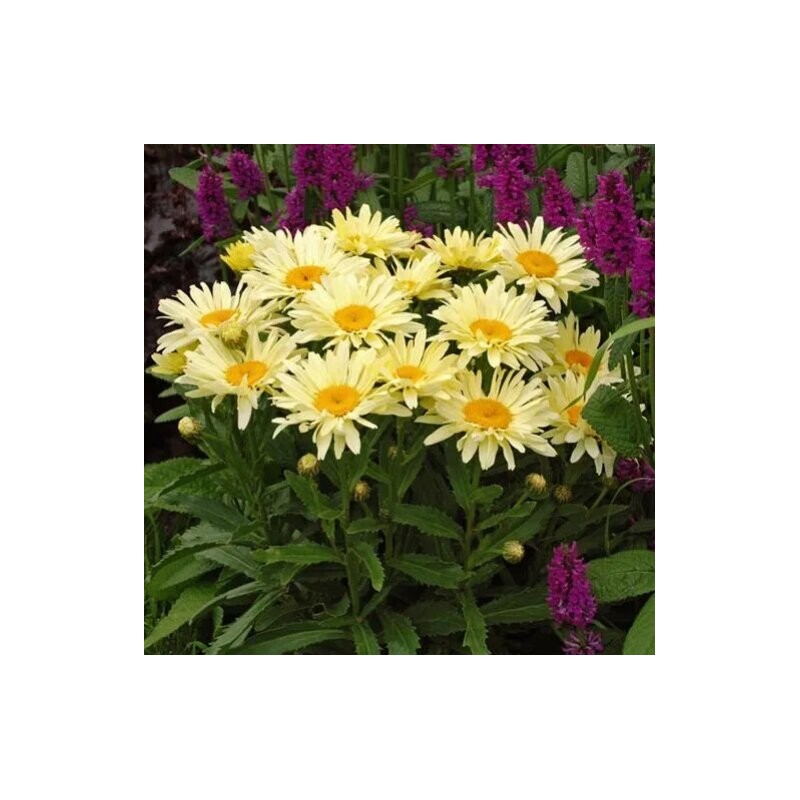 Pīpene "Banana Cream" /leucanthemum / - C1 kont. - JŪNIJS