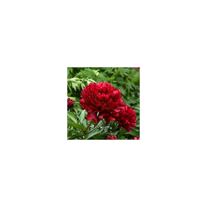 Peonija "Command Performance" /paeonia/ - C3 kont.