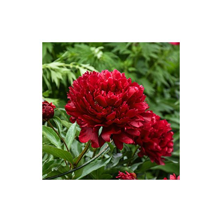 Peonija "Command Performance" /paeonia/ - C3 kont.