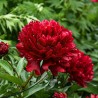 Peonija "Command Performance" /paeonia/ - C3 kont.