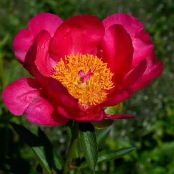 Peonija "Flame" /paeonia/ -...