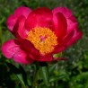 Peonija "Flame" /paeonia/ - C5 kont. - JŪNIJS
