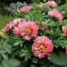ITOH (hibrīda) peonija "Hillary" /paeonia/ - C3 kont.
