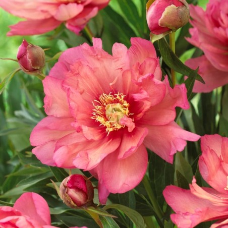 ITOH (hibrīda) peonija "Hillary" /paeonia/ - C3 kont.