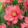 ITOH (hibrīda) peonija "Hillary" /paeonia/ - C3 kont.