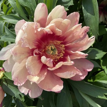 ITOH (hibrīda) peonija "Hillary" /paeonia/ - C3 kont.