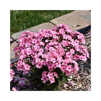 Floksis, skarainais "Sweet Summer Queen" /phlox/ - C1 kont. - JŪNIJS