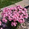 Floksis, skarainais "Sweet Summer Queen" /phlox/ - C1 kont.