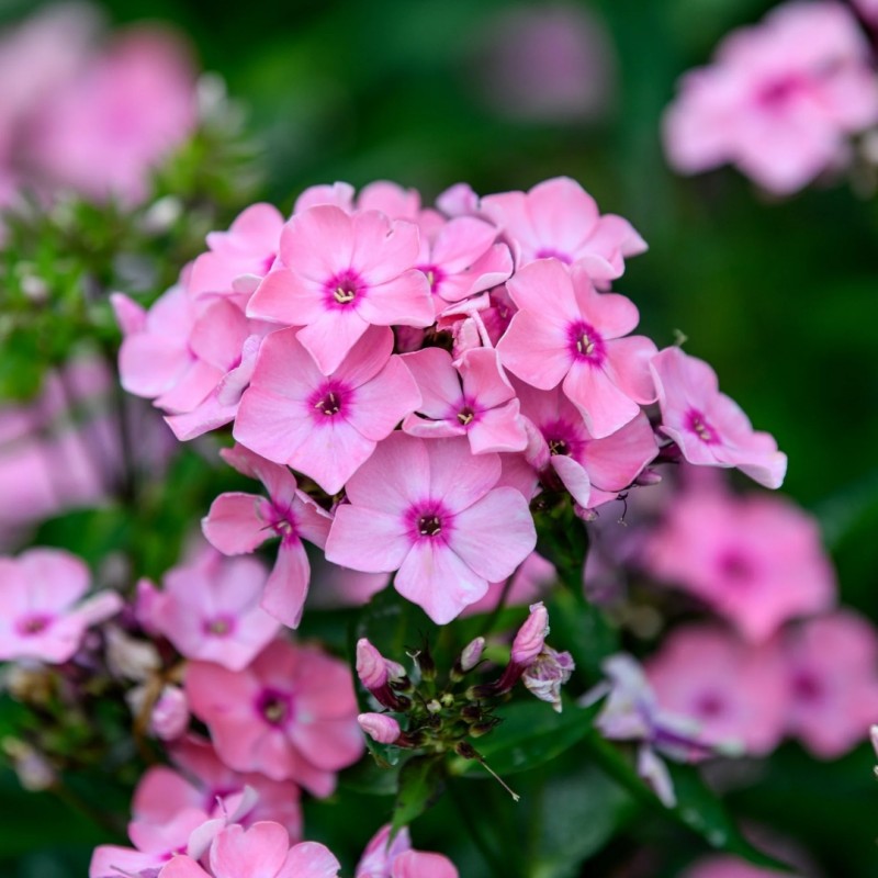 Floksis, skarainais "Sweet Summer Queen" /phlox/ - C1 kont. - JŪNIJS