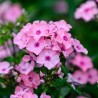 Floksis, skarainais "Sweet Summer Queen" /phlox/ - C1 kont. - JŪNIJS