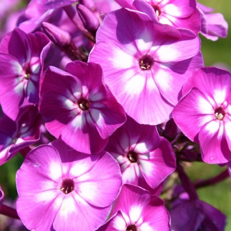 Floksis, skarainais "Uspech" /phlox/ - C1 kont. - JŪNIJS