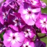 Floksis, skarainais "Uspech" /phlox/ - C1 kont. - JŪNIJS
