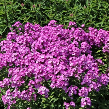 Floksis, skarainais "Uspech" /phlox/ - C1 kont. - JŪNIJS