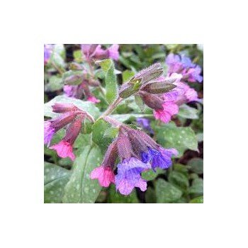 Lakacis, baltraibais "Mrs Moon" /pulmonaria saccharata/ - C1 kont.