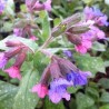 Lakacis, baltraibais "Mrs Moon" /pulmonaria saccharata/ - C1 kont.