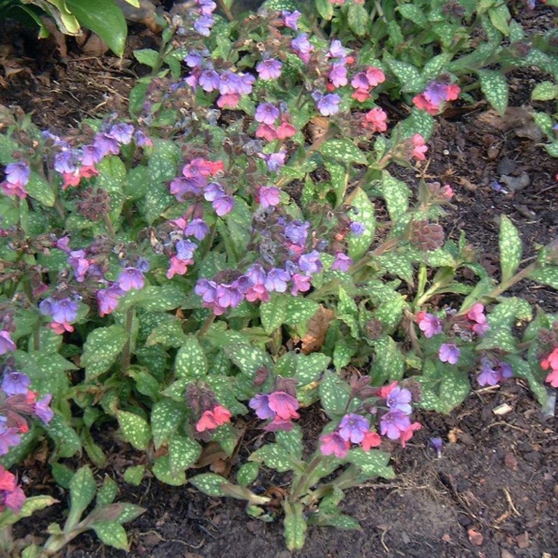 Lakacis, baltraibais "Mrs Moon" /pulmonaria saccharata/ - C1 kont. - JŪNIJS