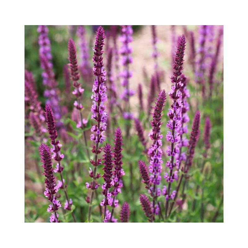 Salvija, birztalas "Amethyst" /salvia nemorosa - C1 kont. - JŪNIJS