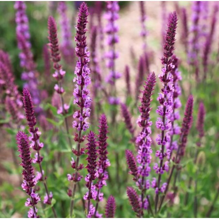 Salvija, birztalas "Amethyst" /salvia nemorosa - C1 kont. - JŪNIJS