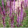 Salvija, birztalas "Amethyst" /salvia nemorosa - C1 kont. - JŪNIJS
