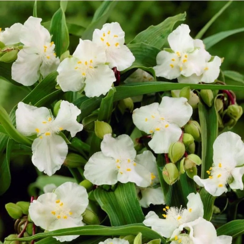 Tradeskancija "Innocence" /tradescantia/ - C1 kont. - JŪNIJS