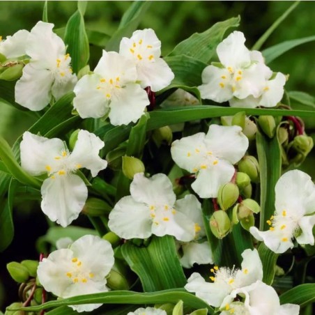 Tradeskancija "Innocence" /tradescantia/ - C1 kont. - JŪNIJS