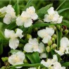 Tradeskancija "Innocence" /tradescantia/ - C1 kont.