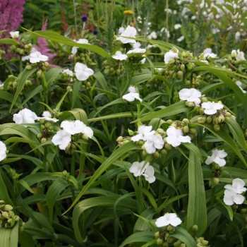 Tradeskancija "Innocence" /tradescantia/ - C1 kont. - JŪNIJS