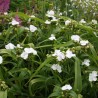 Tradeskancija "Innocence" /tradescantia/ - C1 kont.