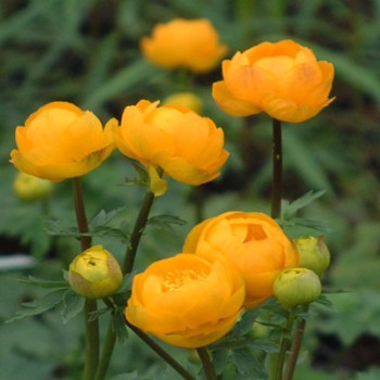 Saulpurene "Orange...