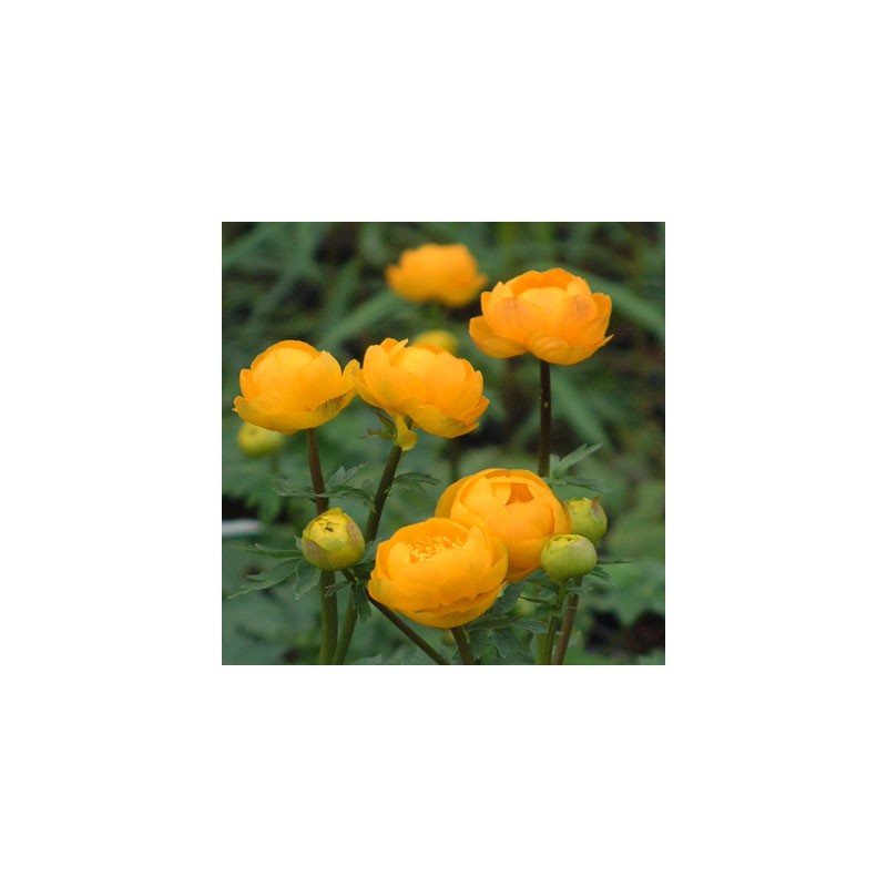 Saulpurene "Orange Princess" /trollius / - C1 kont.